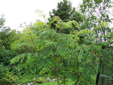 楤木（五加科楤木属植物）_百度百科