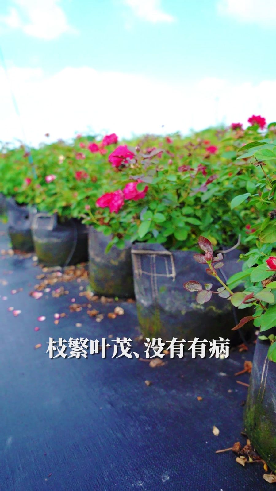 玫瑰 蔷薇科蔷薇属多种花卉通称 百度百科