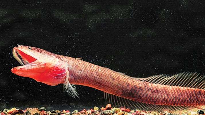  p data-id="gn6sssm9e4">赤鲨生活于热带地区,喜栖息于红树林,河口