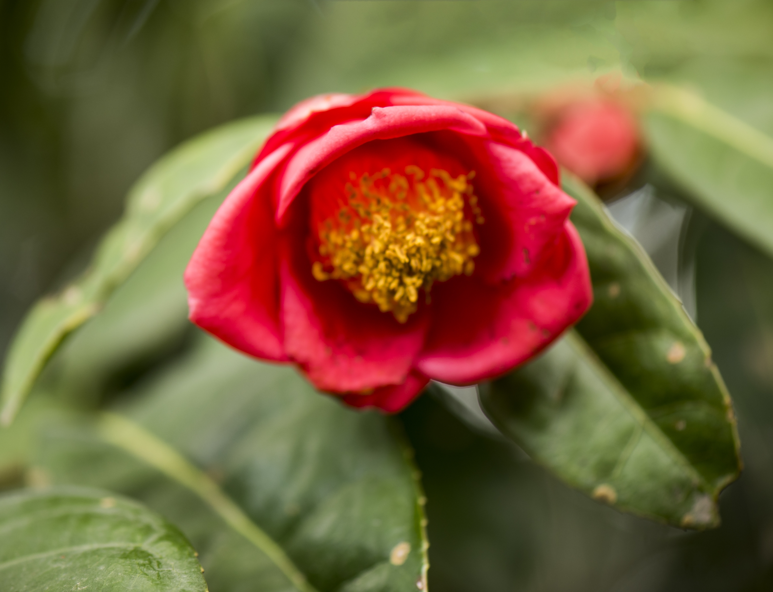 宛田红花油茶无性系16号