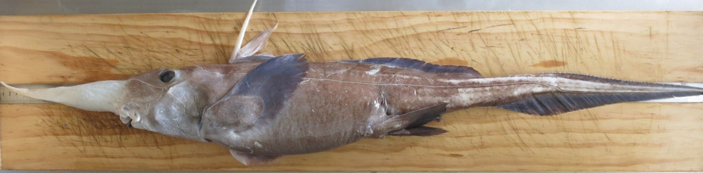  p>小乌鲨(学名: i>etmopterus pusillus /i>)是角鲨科,乌鲨属的一种