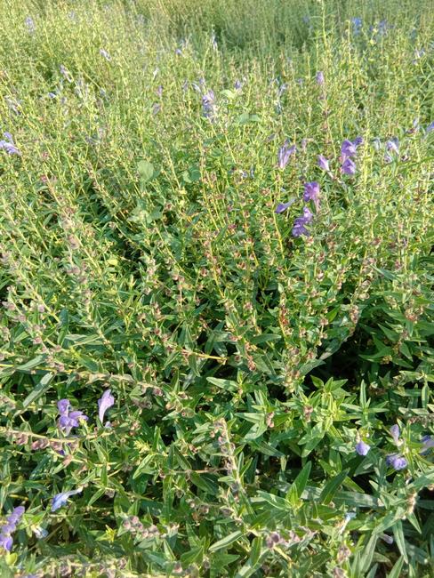 y. wu &amp; h. w. li)是唇形科黄芩属多年生草本.