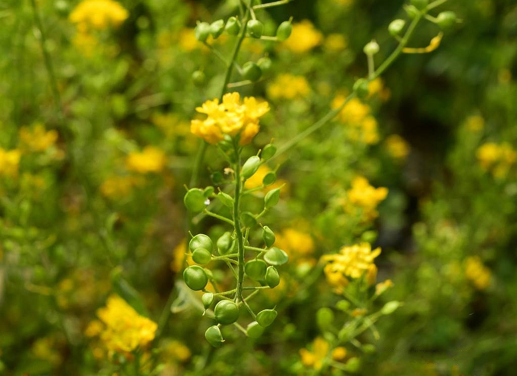  p>庭荠(学名: i>alyssum desertorum /i> stapf.