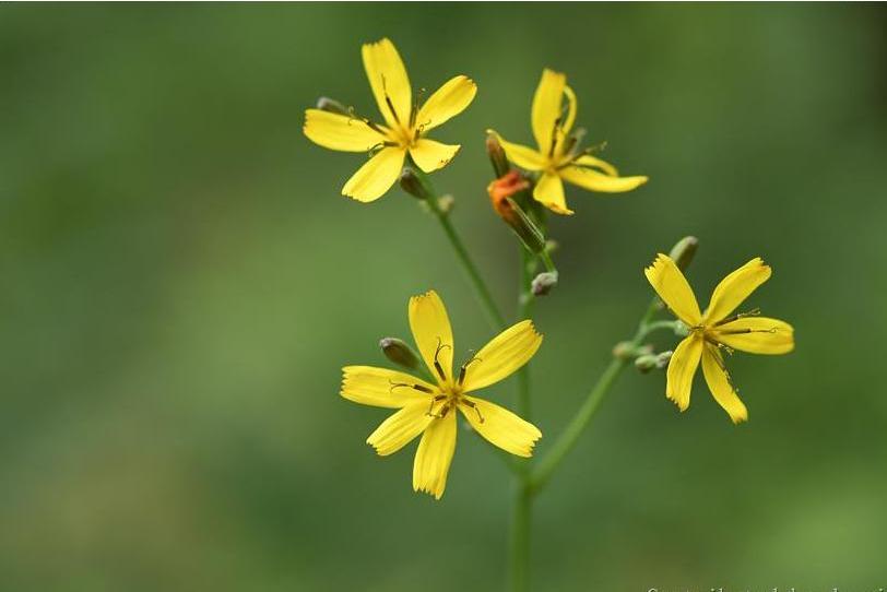 p>小苦荬(学名: i>ixeridium dentatum  /i>(thunb.) tzvel.