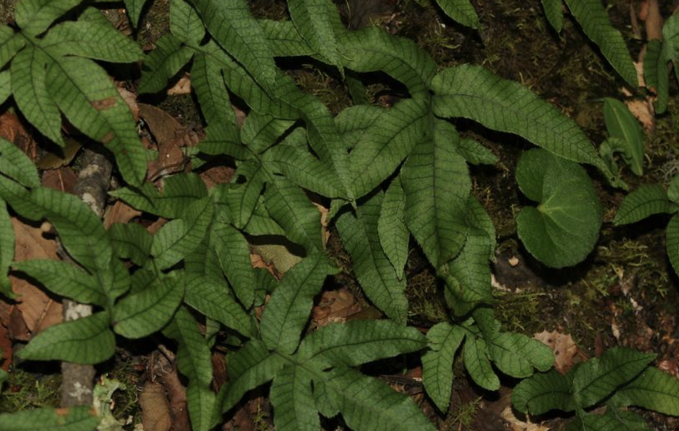  p>金鸡脚假瘤蕨(学名: i>selliguea /i>  i>hastata /i> (thunb.) h.