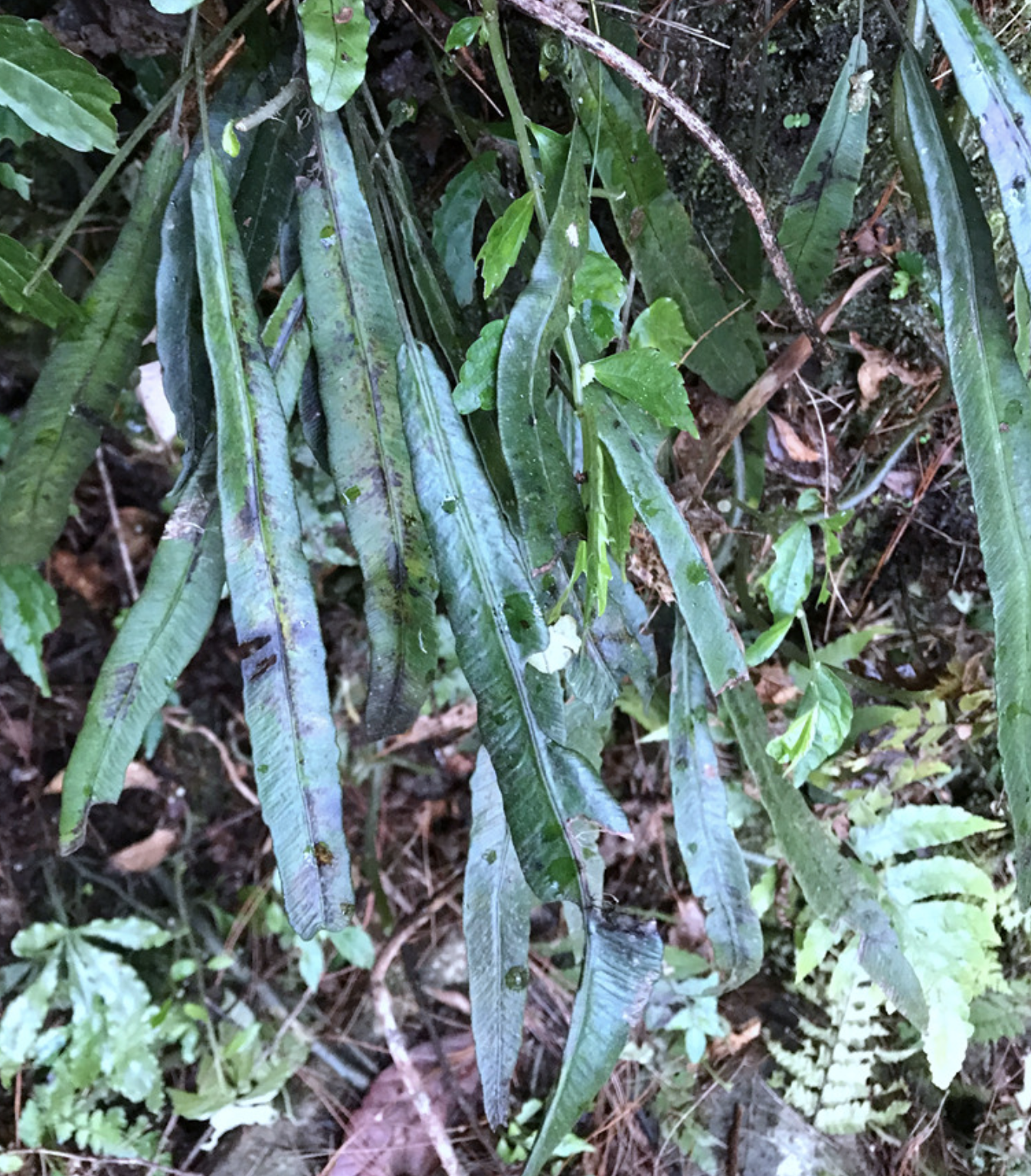  p>单叶双盖蕨(学名: i>diplazium /i>  i>subsinuatum /i> (wall.