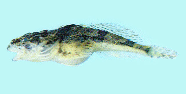  p>松江鲈(学名: i>trachidermus fasciatus /i>)是杜父鱼科,松江鲈属