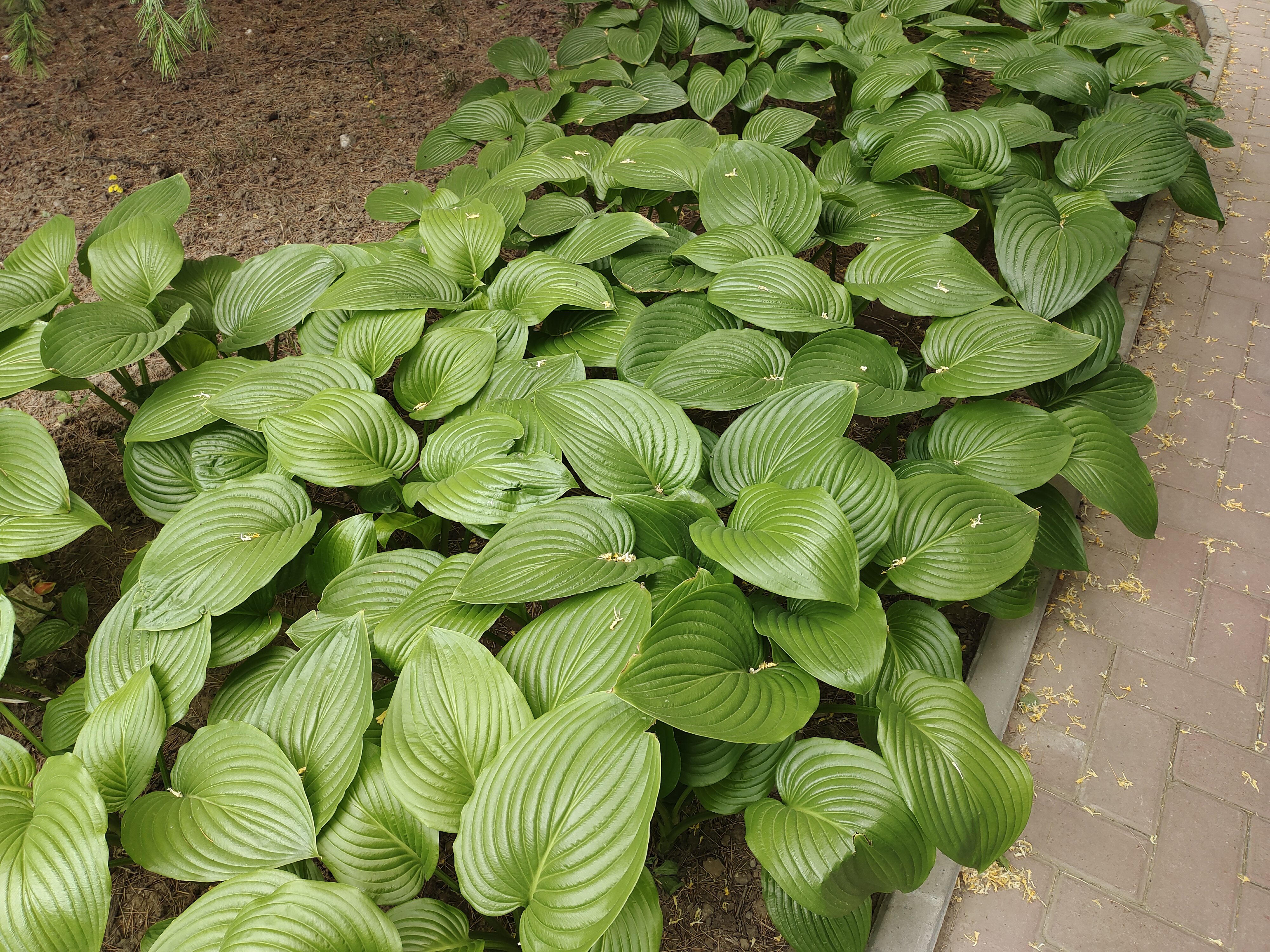 是天门冬科玉簪属的多年生宿根植物