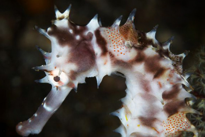  p>刺海马(学名: i>hippocampus histrix /i>)是海龙科,海马属动物.