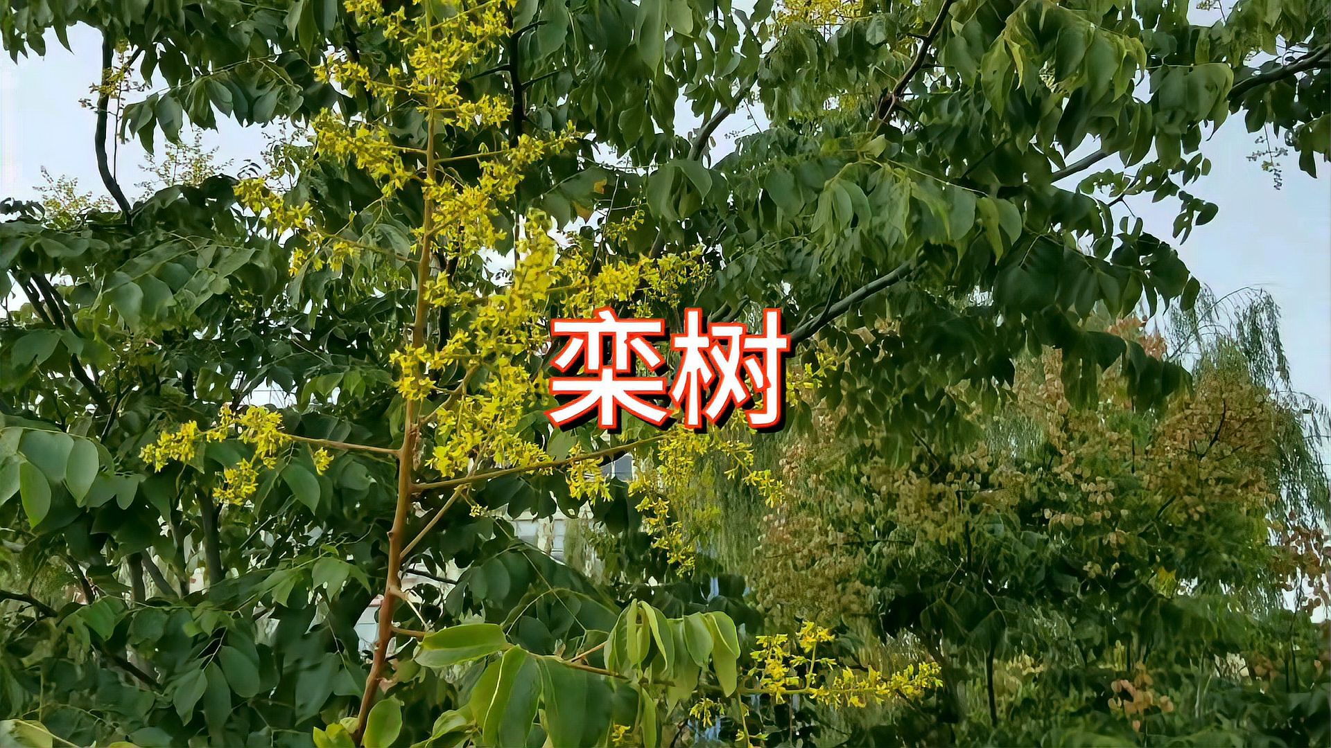 栾树也叫木栾，开花结果特性特殊，用途广泛_科星球_百度百科