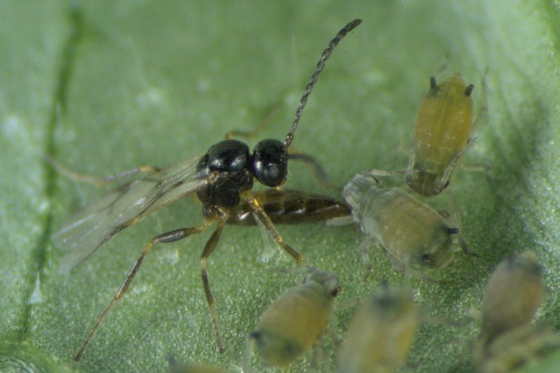 日本柄瘤蚜茧蜂