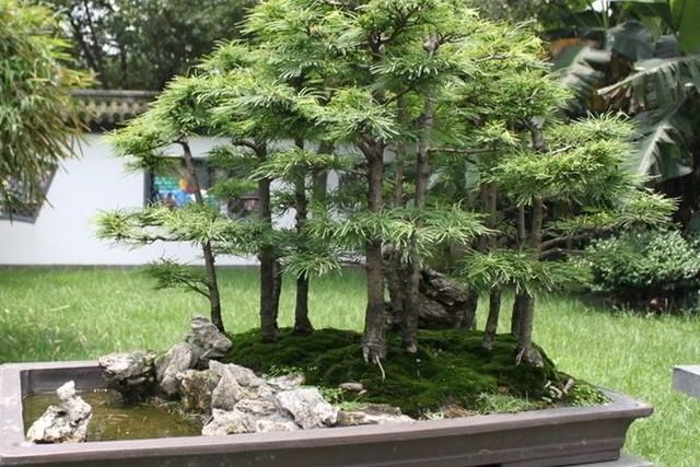 丛林式盆景