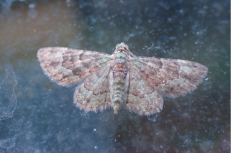  /i>(diakonoff,1973), a target="_blank" href="/item/卷蛾科