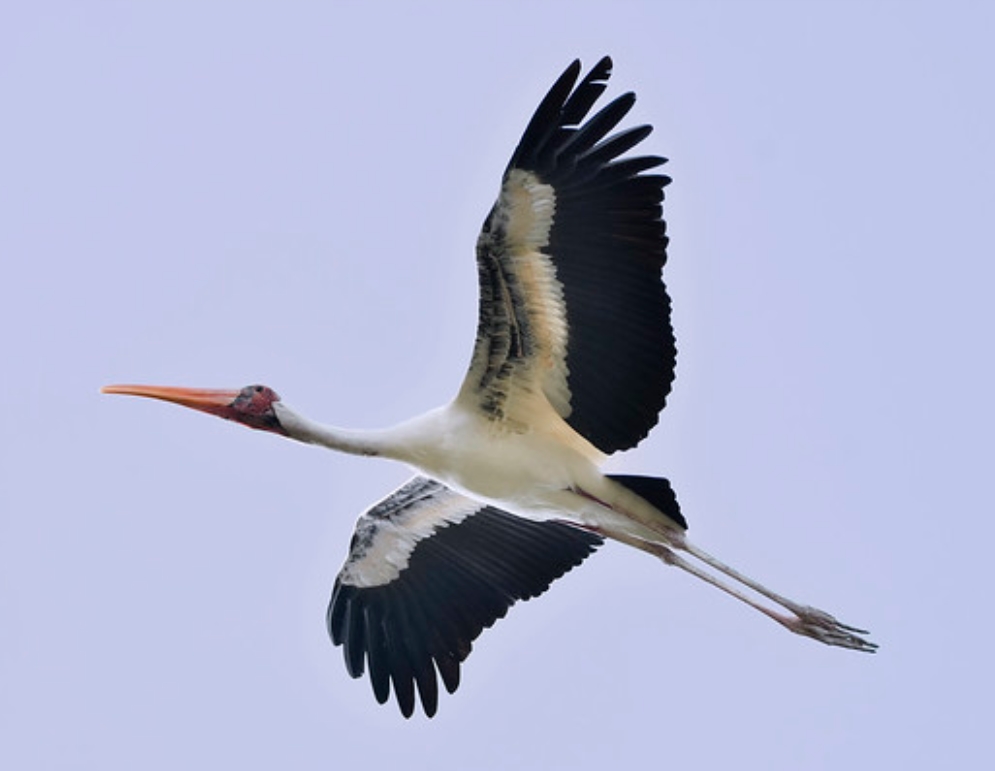  p data-id="tzkcmdlmheie">彩鹳(学名: i>mycteria leucocephalus /i