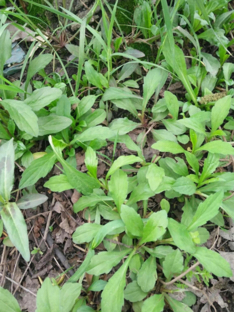 马兰（菊科紫菀属植物）_百度百科