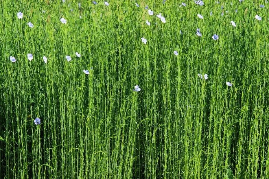 data-lemmaid="1007813">亚麻属 /a>植物