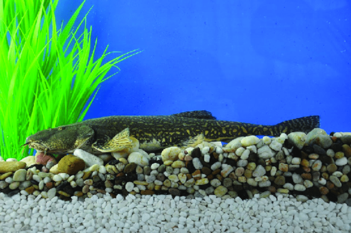  p data-id="gnapmzel75">似鲇高原鳅(学名: i>triplophysa siluro