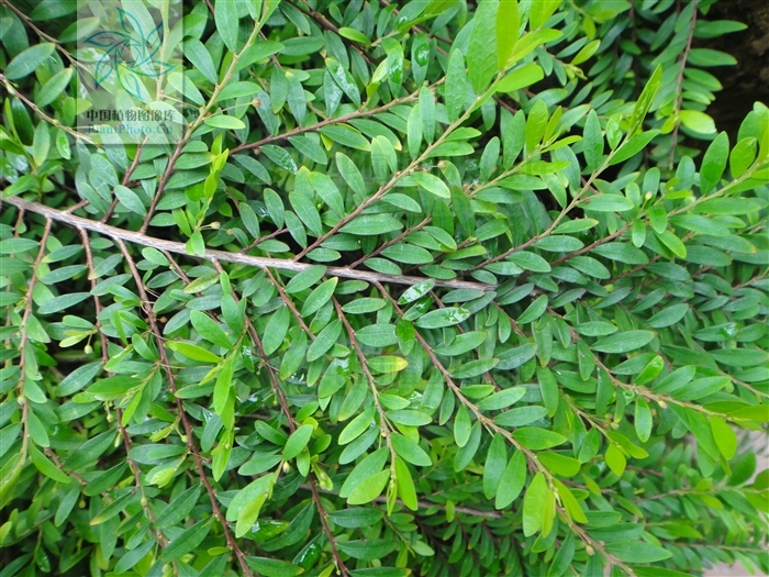 是叶下珠科叶下株属的 a target="_blank" href="/item/灌木植物