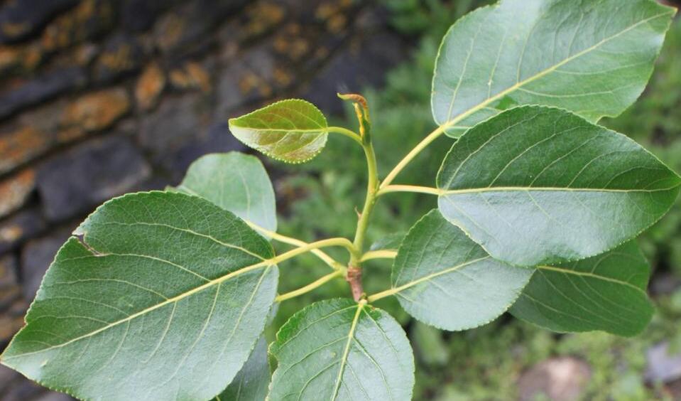 populus kangdingensis c. wang