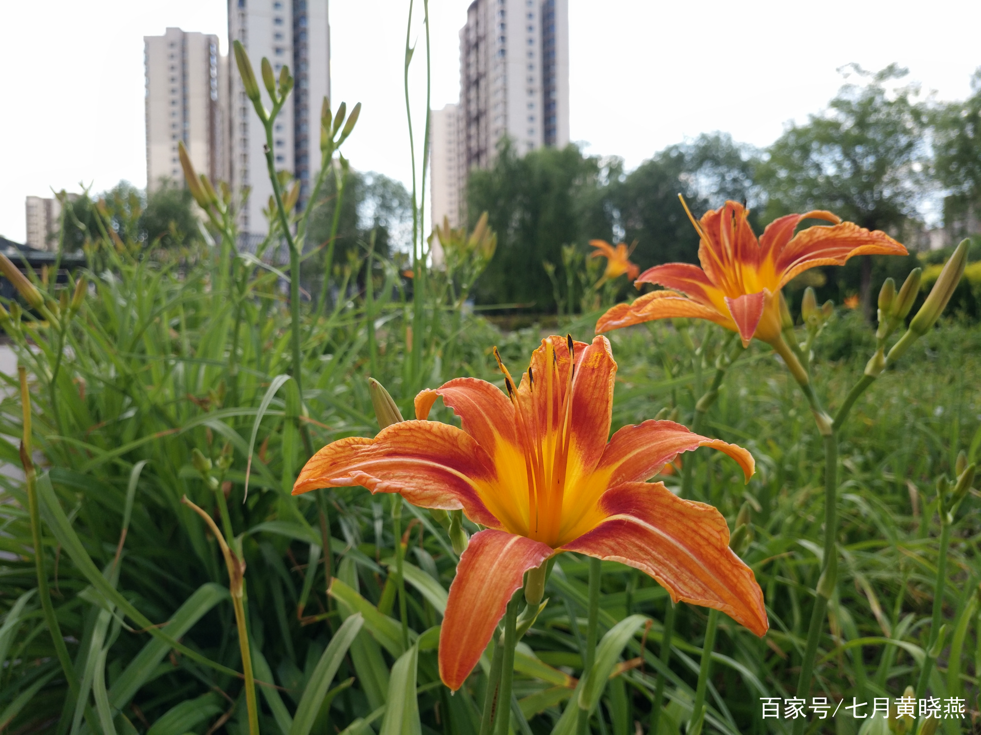 美丽七月常见的几种花，你喜欢哪一种_百科TA说