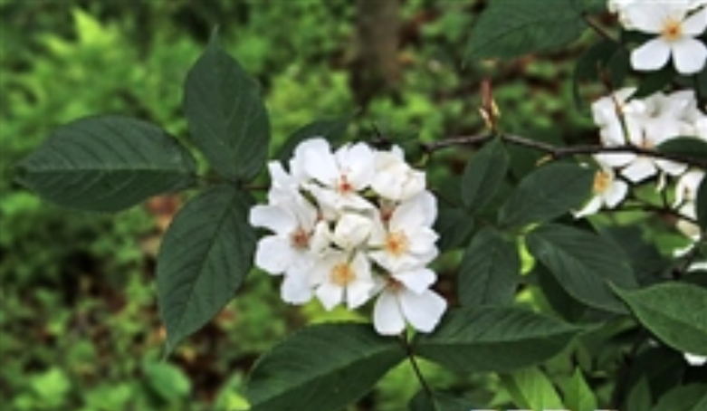  p>悬钩子蔷薇(学名: i>rosa rubus /i>  lévl. et vant.