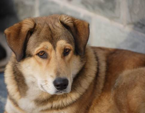  p data-id="ta43ukl0potd">太行犬产于河南,河北,山西等省的 a