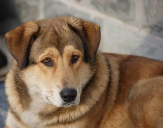 太行犬_百度百科