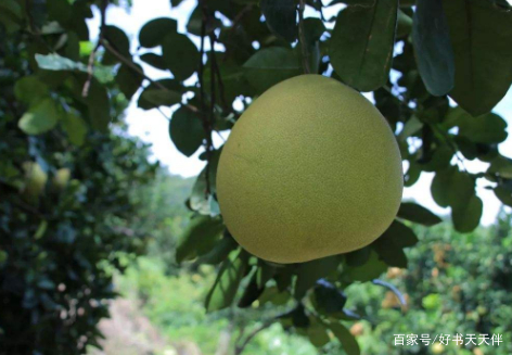 话说柚子 柚子 是带给人喜悦与快乐的弥勒佛 百科ta说