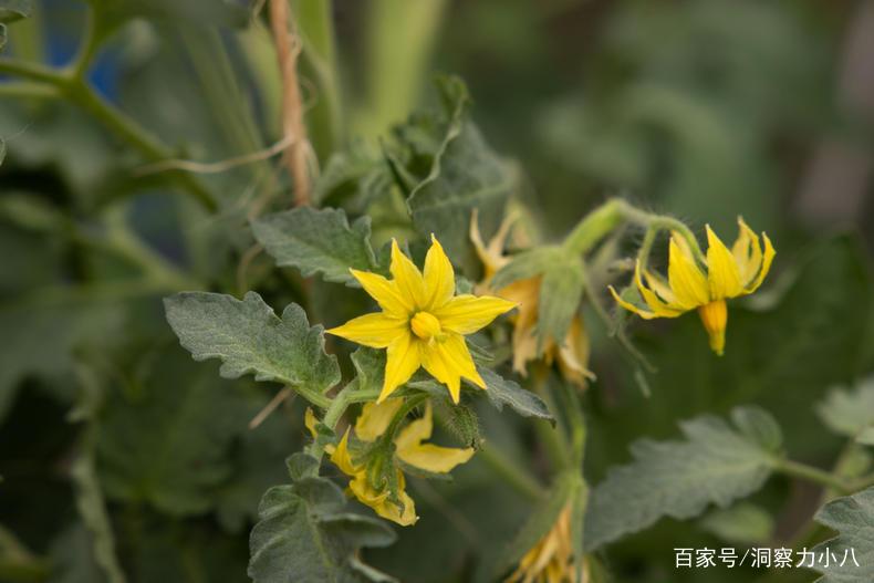 想在阳台种西红柿，土里种根枝条，7天生根，蹭蹭长出红果子_百科TA说