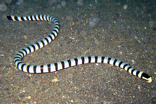 灰蓝刻扁尾海蛇