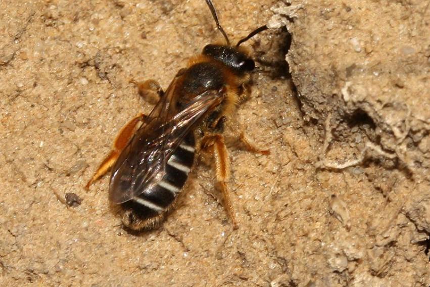 halictus) rubicundus /i> (christ,1791),隧蜂科隧蜂属的一种蜜蜂