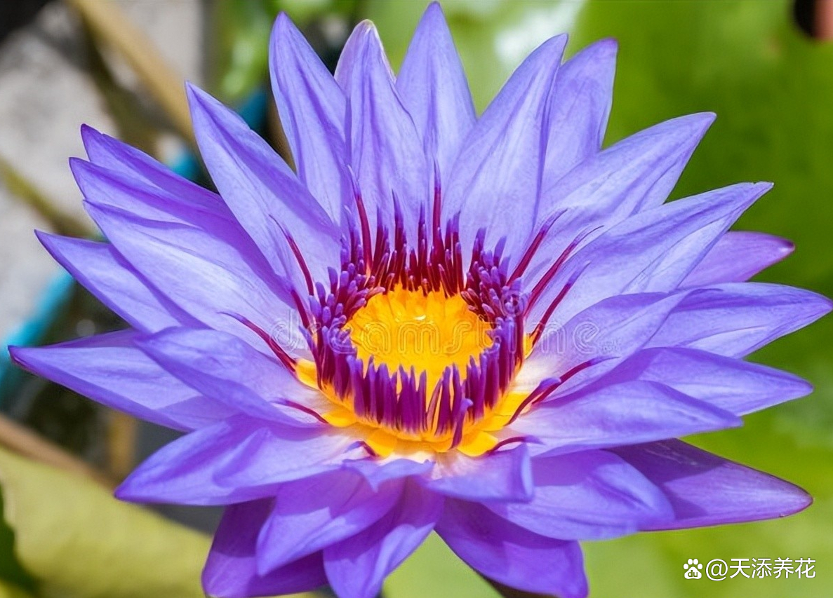 睡莲日常养护 不同栽种方式要注意哪些问题 百科ta说