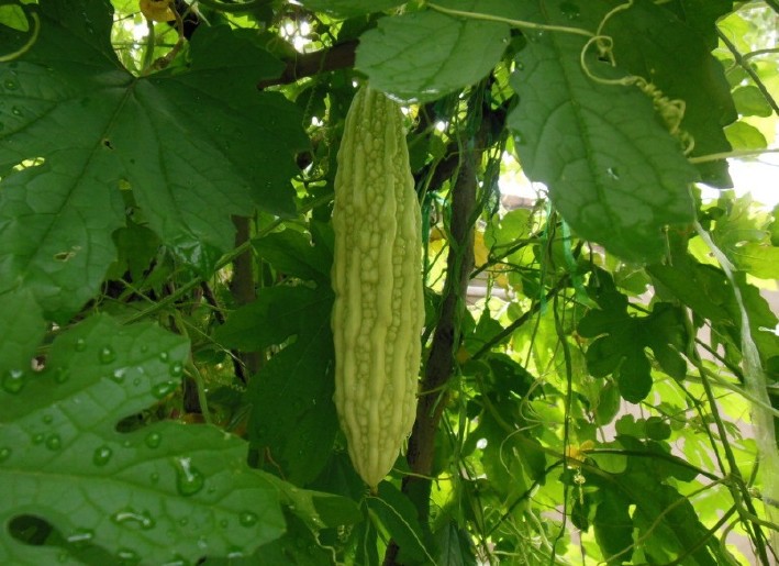 广汉特大长白苦瓜