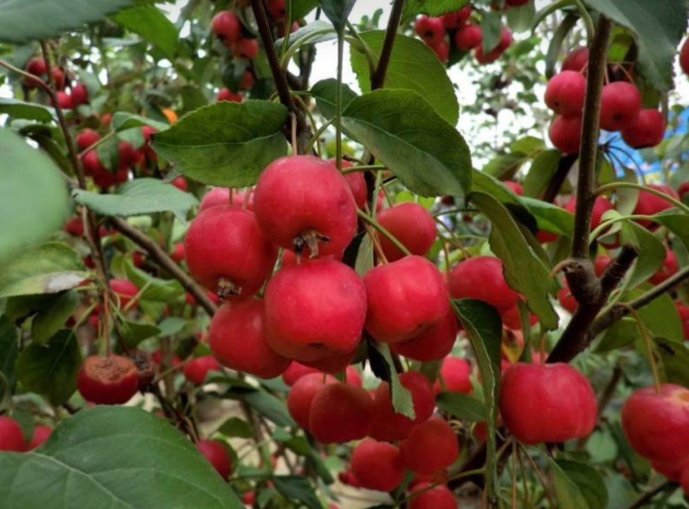 山楂海棠单株40号