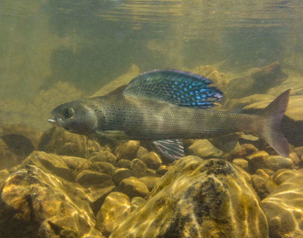  p>北极茴鱼(学名: i>thymallus arcticus /i>):是茴鱼科,茴鱼属的