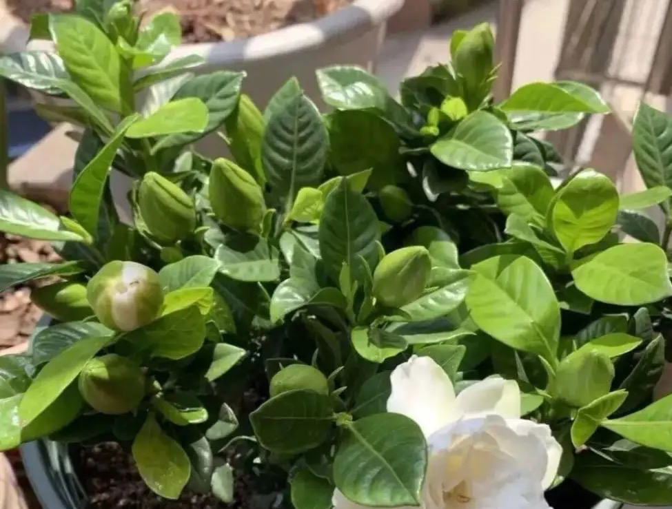栀子花有3个“爱好”，满足它，叶子油绿发亮，花朵更多更芳香_百科TA说