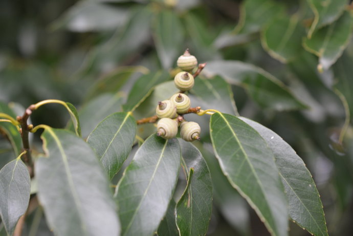  p>大果青冈(学名: i>cyclobalanopsis rex /i> (hemsl.) schott.