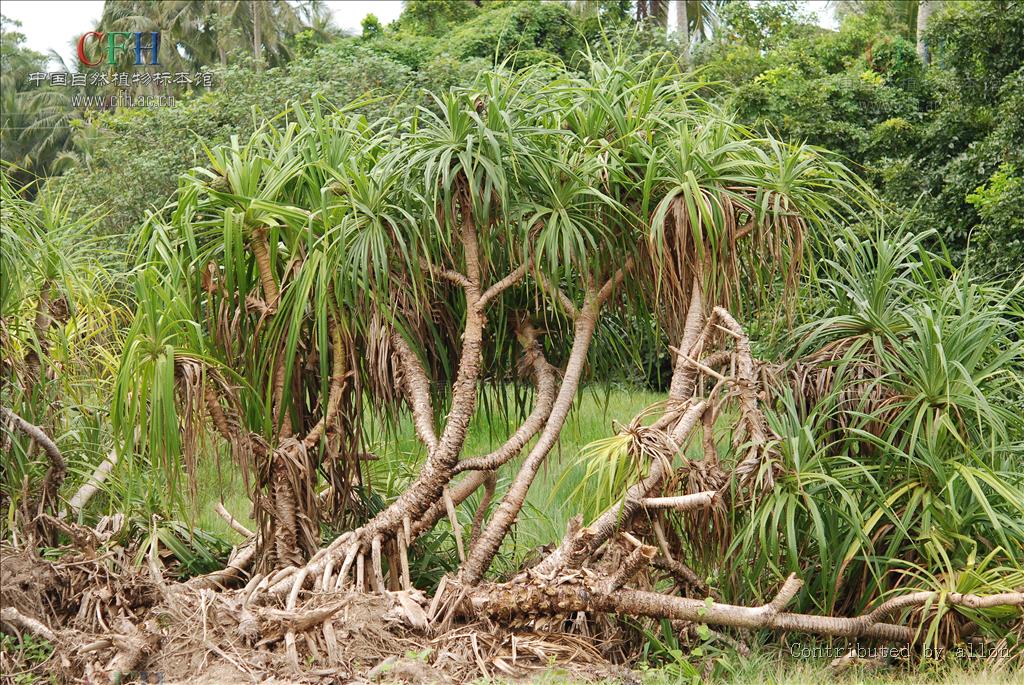 tectorius /i> parkinson)是露兜树科露兜树属的常绿分枝灌木或小乔木