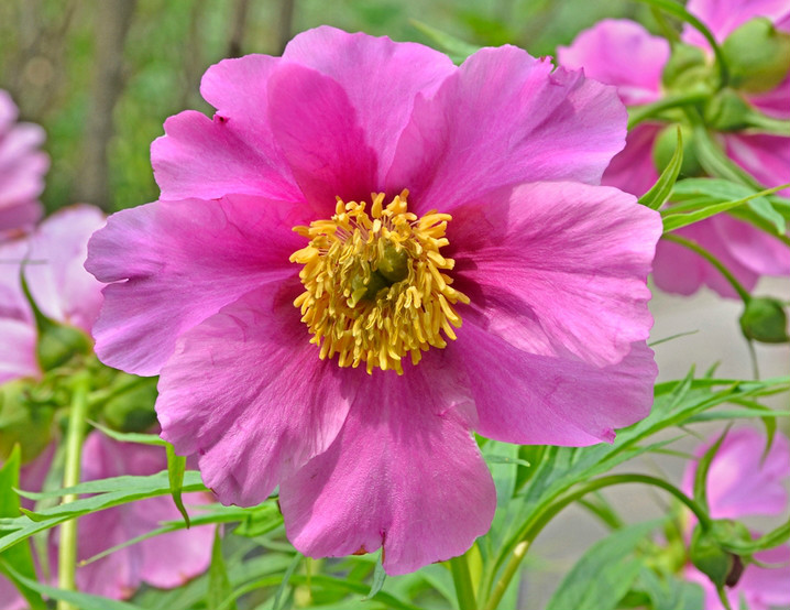单花赤芍(变种)