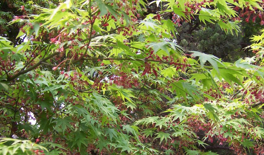  p>房县槭,是 a target="_blank" href="/item/槭树科">槭树科 /a>, a