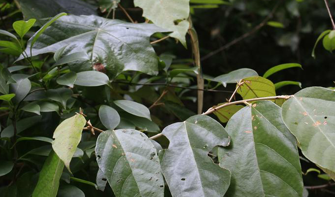 p>翻白叶树(学名 i>pterospermum heterophyllum/i hance)是梧桐