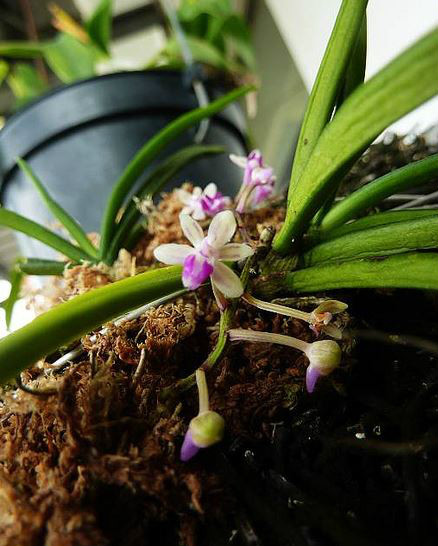  p>大喙兰(学名: i>sarcoglyphis smithianus /i>  (kerr) seidenf.