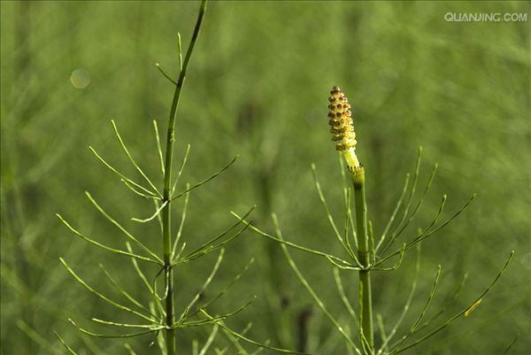 equisetum palustre l