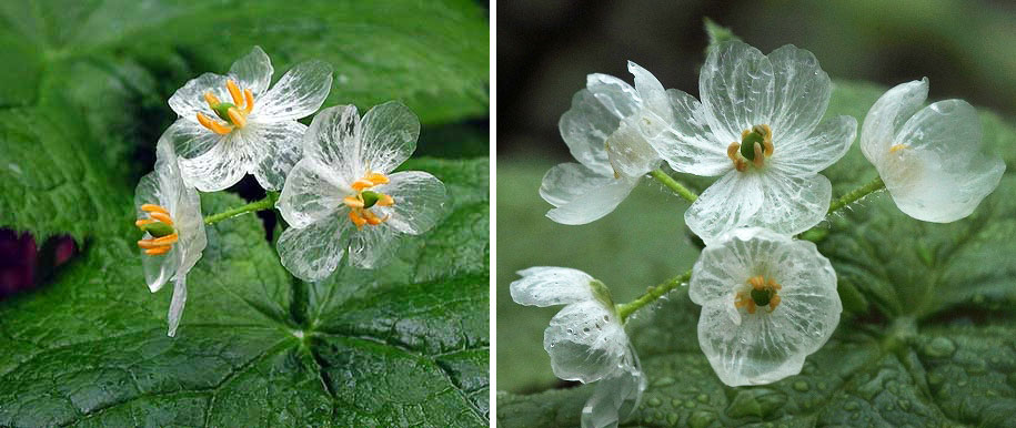 skeleton flower