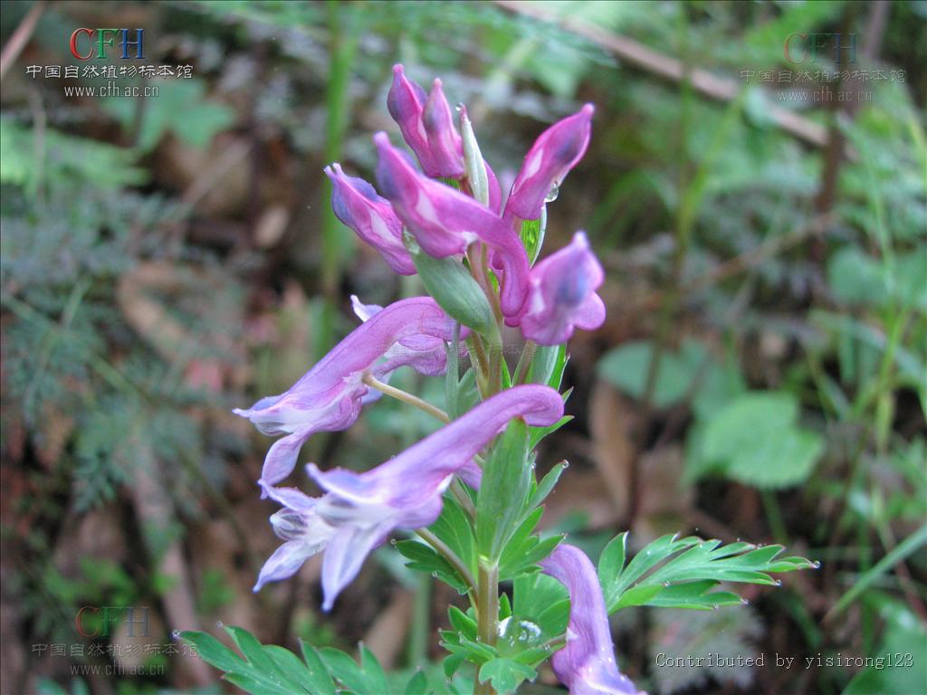  p>紫堇属隶属于荷包牡丹亚科fumarioideae的紫堇族corydaleae,广布于