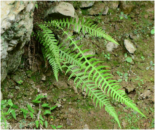 小叶金鸡尾巴草