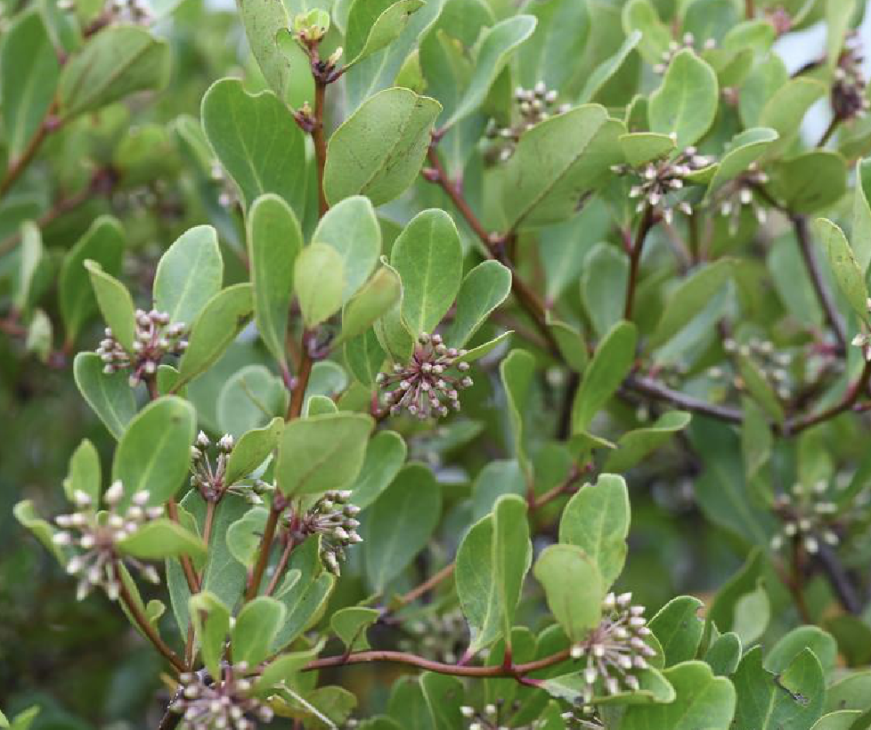 aegiceras corniculatum (linn.) blanco