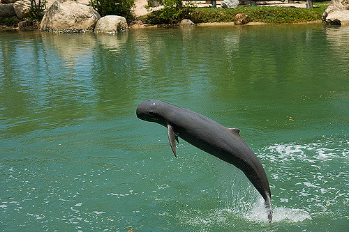  p>伊河海豚(学名: i>orcaella brevirostris /i>)体长2.1~2.5米.