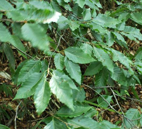  p>光叶水青冈(学名: i>fagus lucida /i> rehd. et wils.