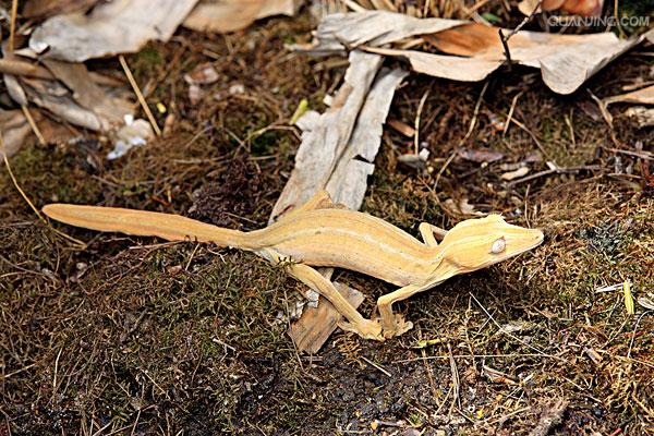 分布于澳大利亚 a href="#" data-lemmaid="13131979">梅尔维尔角 /a>